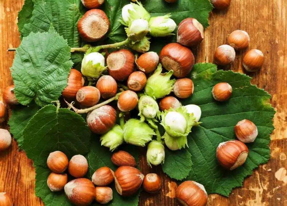 Fındık piyasası denetimi: Ordu ve Giresun’da 4 borsaya inceleme